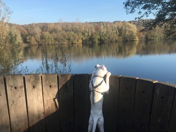where to walk your dog in Manchester walk your mischievous dog in Manchester - Clifton Country Park - dog looking over the lake